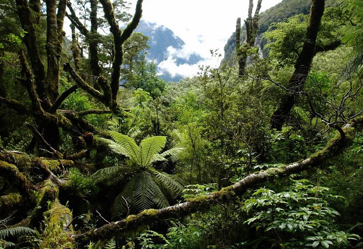 Влажные леса Новой Зеландии