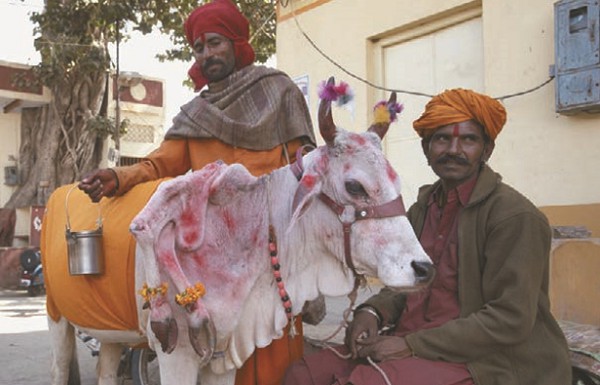 Корова в индийском городе