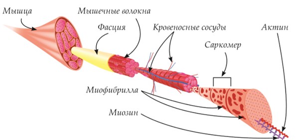 Структура скелетной мышцы