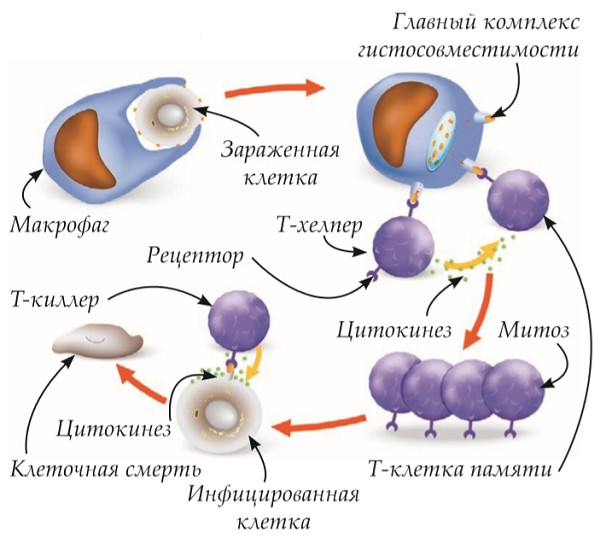 Клеточный иммунитет