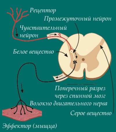 Рефлекторная дуга спинного мозга