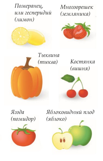 Типы сочных плодов