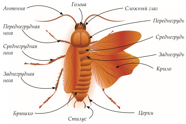 Строение насекомого на примере таракана