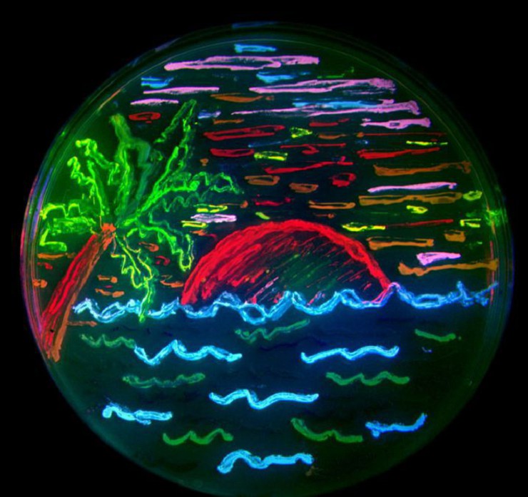Рисунок, сделанный светящимися бактериями