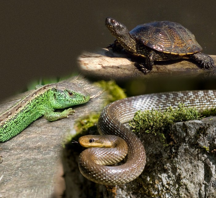 На территории России встречаются и черепахи, и ящерицы, и змеи