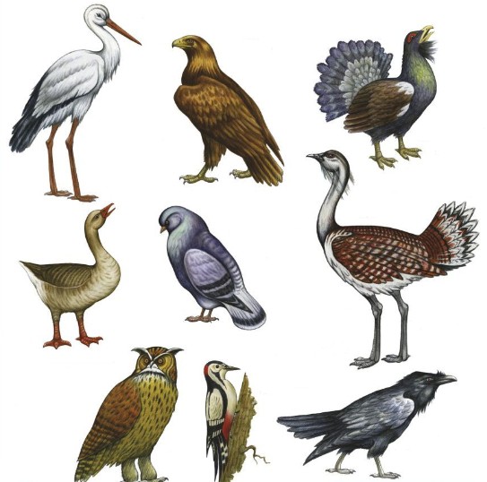 Класс птицы насчитывает почти 11 000 видов