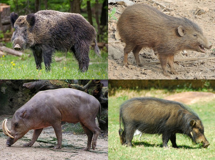 Семейство свиньи