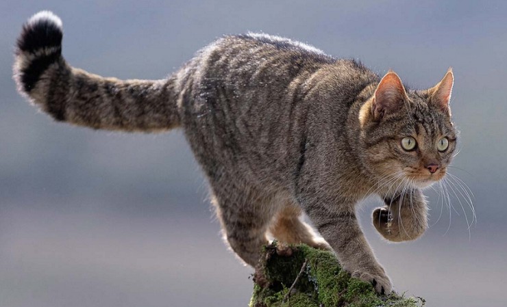 Лесной кот, или дикий, или европейский кот