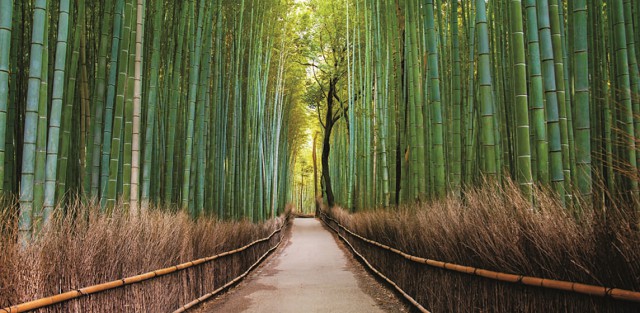 Бамбуковые леса на юге страны