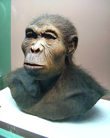 Реконструкция Homo habilis