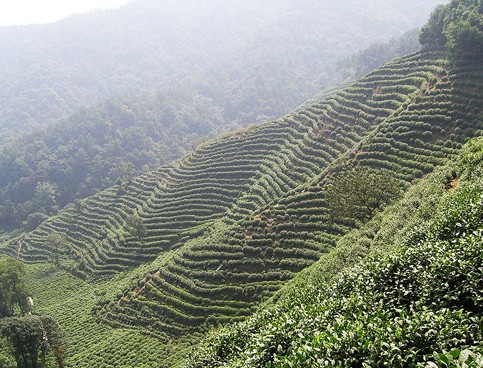 Чайные плантации вблизи Хпанчжоу