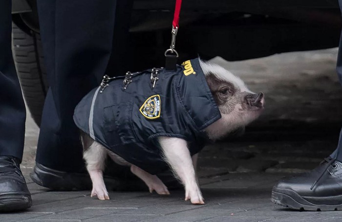 полицейская свинья