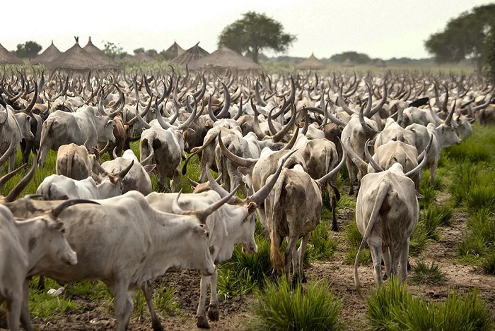 Стадо коров в Южном Судане