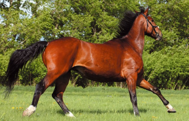 Голландская теплокровная лошадь