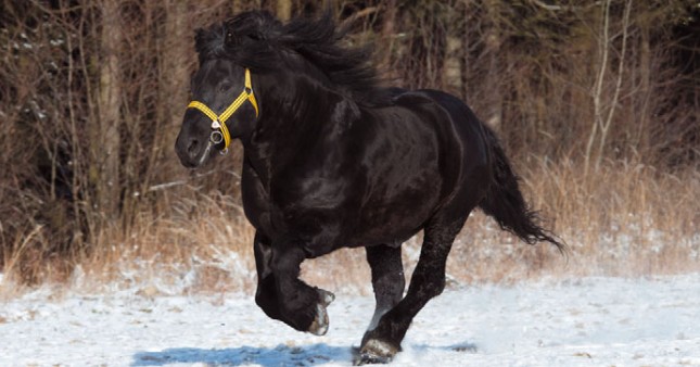 арденская лошадь