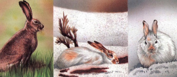 Заяц-беляк летом, осенью и зимой