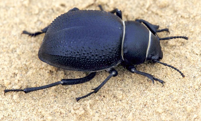 намибийские пустынные жуки