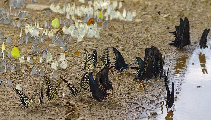 Бабочки на водопое