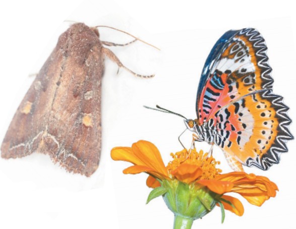Ночная (слева) и дневная бабочка