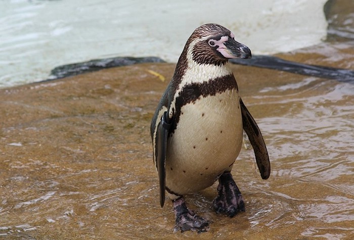 Пингвин Гумбольдта (или перуанский)