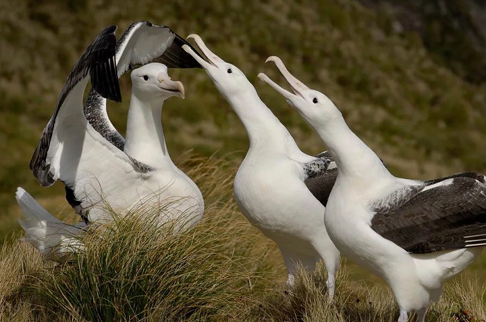 Брачные игры альбатросов