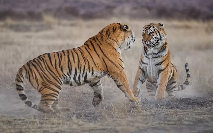 В поединке участвуют два тигра-самца