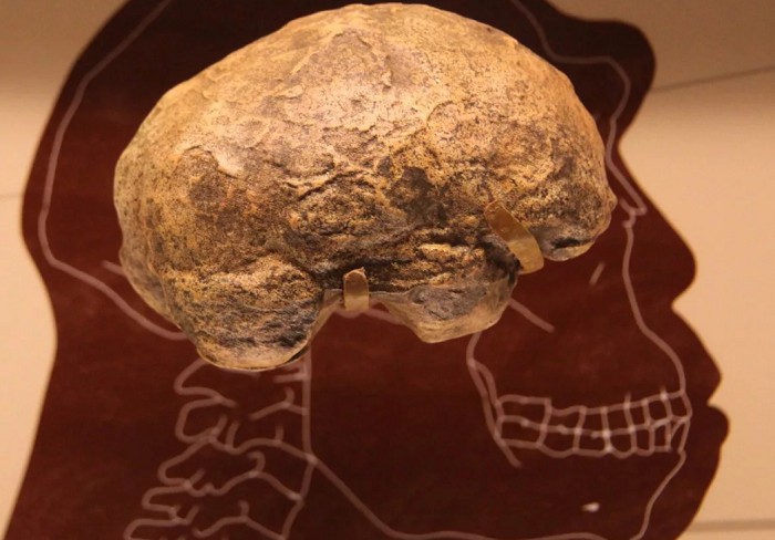мозг древнего человека