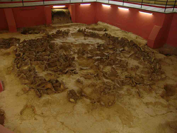 Костенки, Ворнежская область. Остатки жилища из костей мамонта