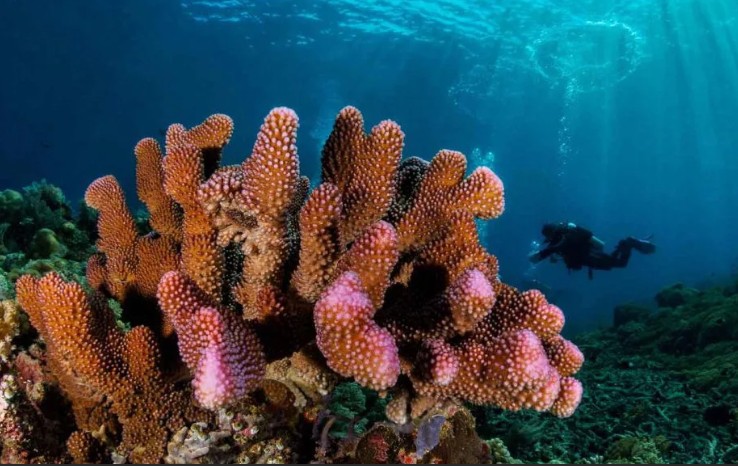 Коралловые рифы Бунакен