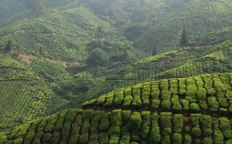 Шри Ланка - экспортер цейлонского чая