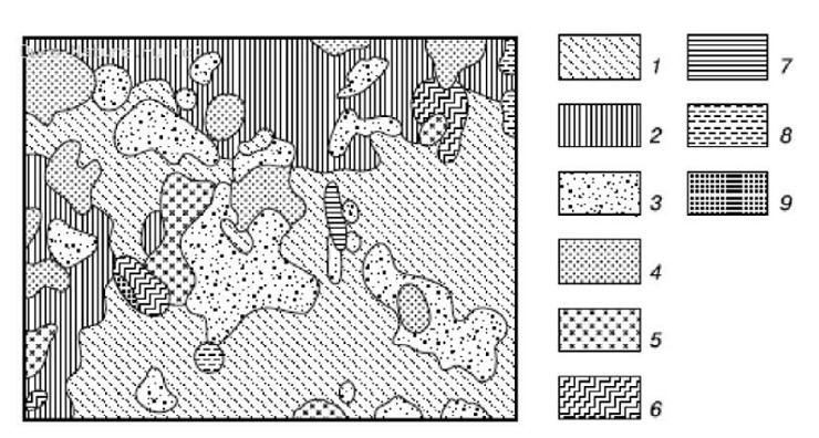 Фитогенная мозаика липо-елового леса (по Н. В. Дылису, 1971)