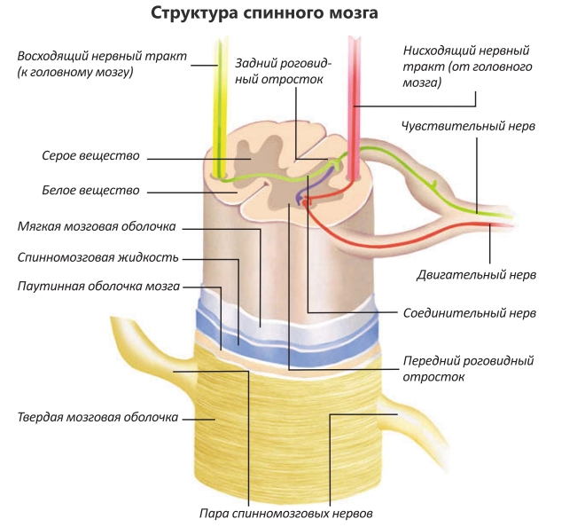 Структура спинного мозга