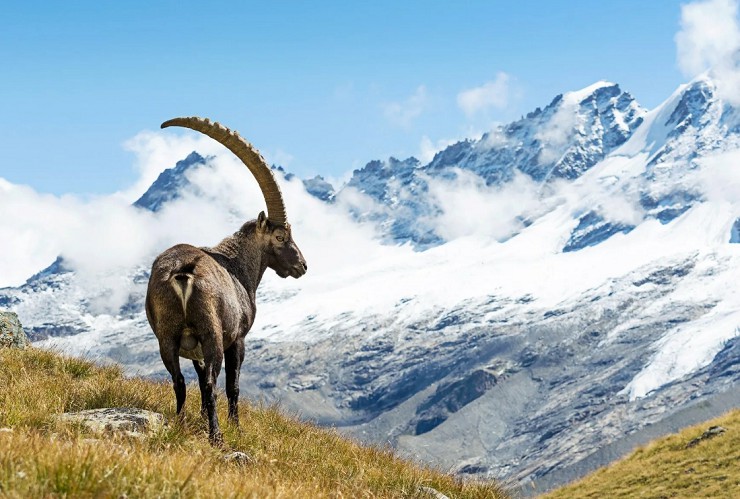 Горный альпийский козел. Национальный парк Гран-Парадизо на границе Валле-д'Аосты и Пьемонта