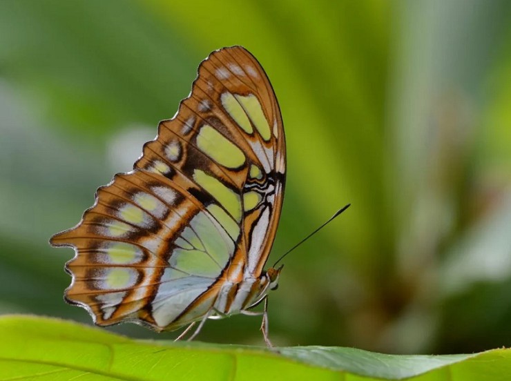 Малахитовая бабочка