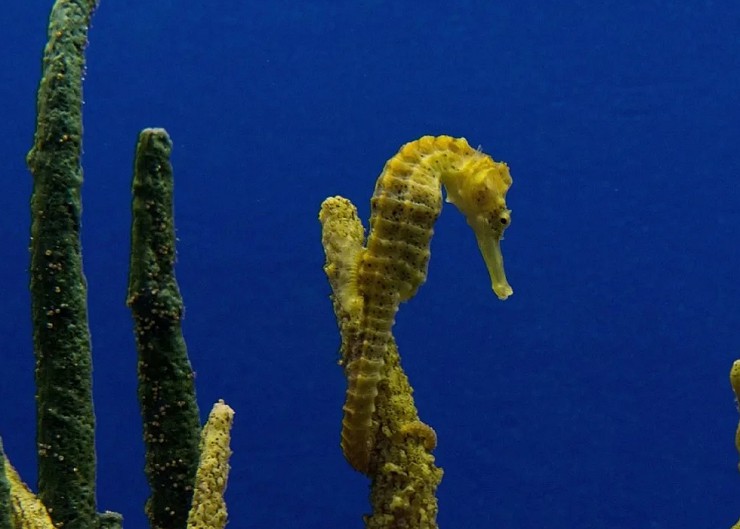 Морской конек, прикрепленный к стеблю растения