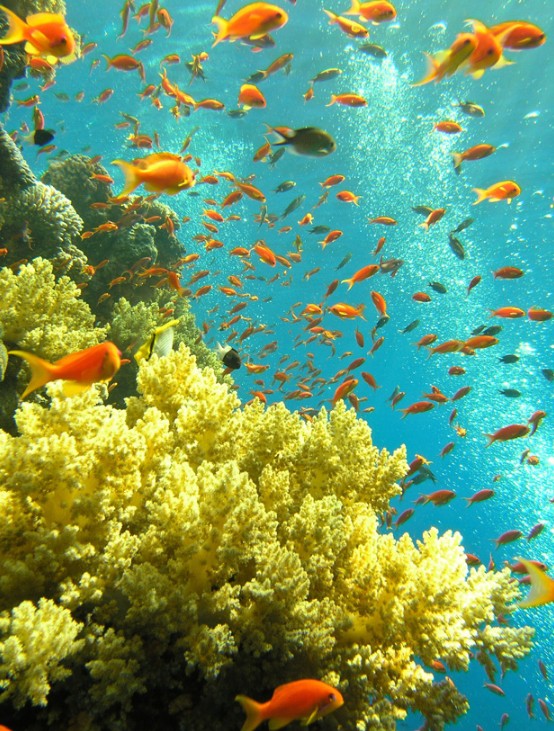 Мириады разноцветных рыб у Большого Барьерного рифа