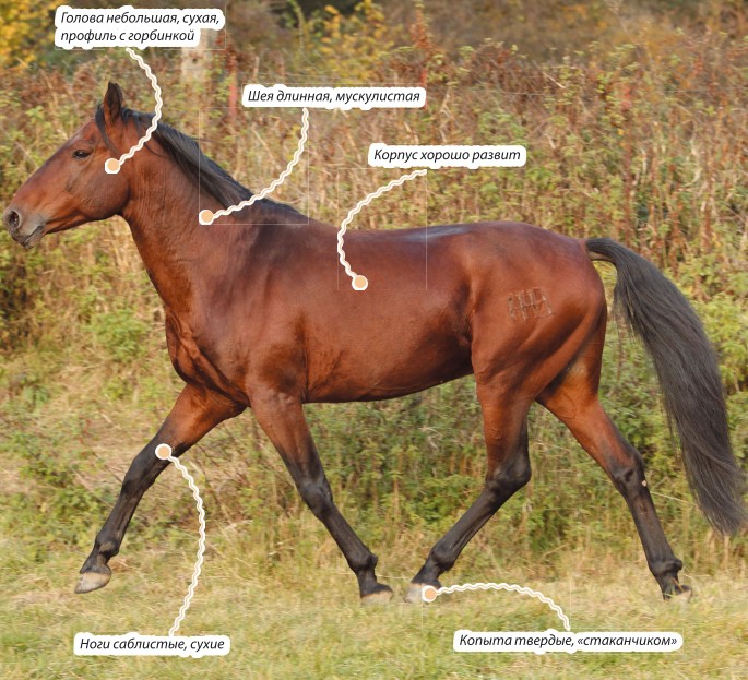 Кабардинская лошадь характеристика породы
