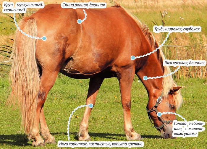 Финская лошадь, характеристика породы