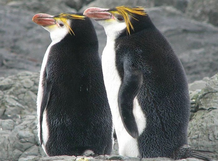 Белоголовый пингвин (или Шлегеля)