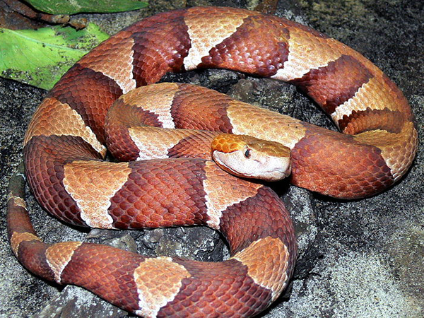 В африканских культурах змея считалась священным животным