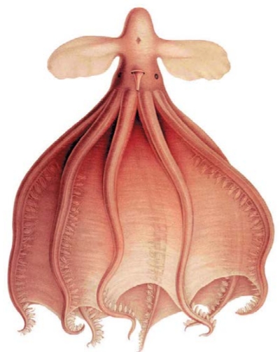 Глубоководный осьминог