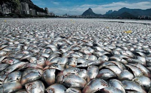Рыба у берегов Бразилии погибла