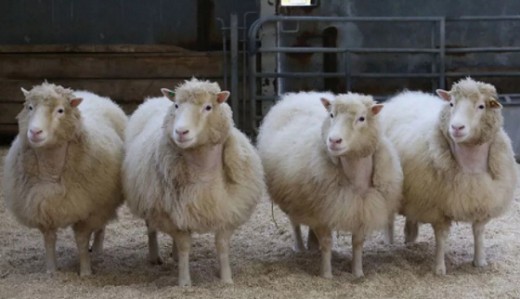 клонированные овечки