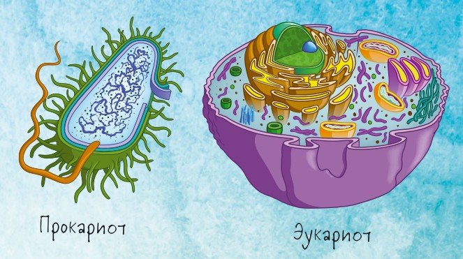 эукариотические и доядерные клетки