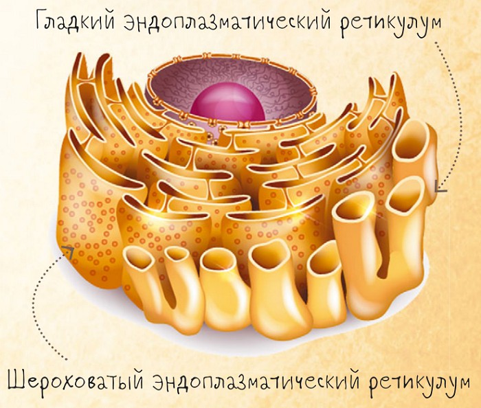 Эндоплазматический ретикулум