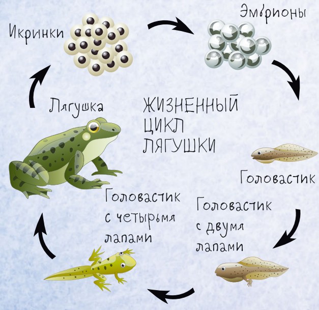 жизненный цикл лягушки