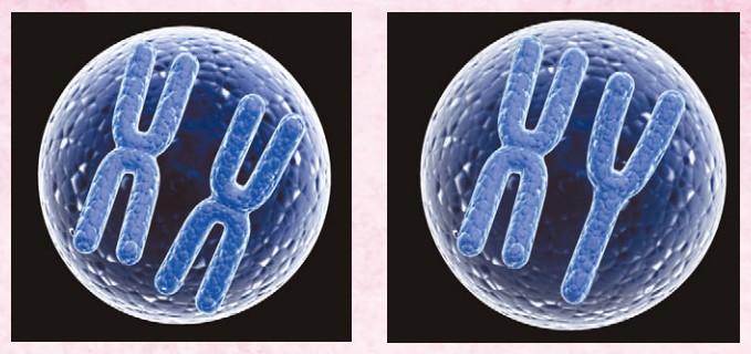 Две хромосомы, отвечающие за пол