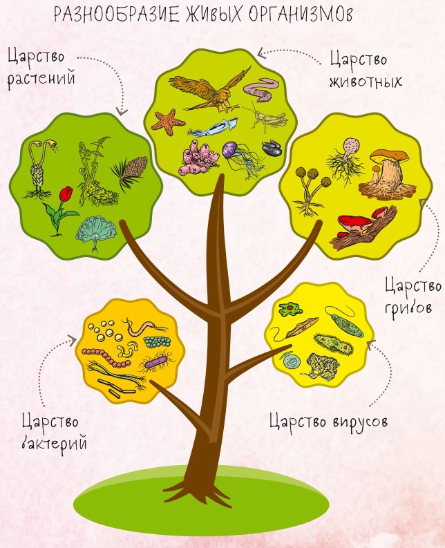Современная классификация живых организмов