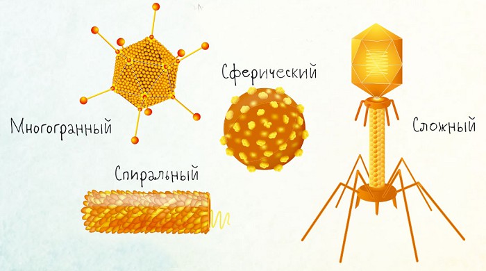 Форма вирусов