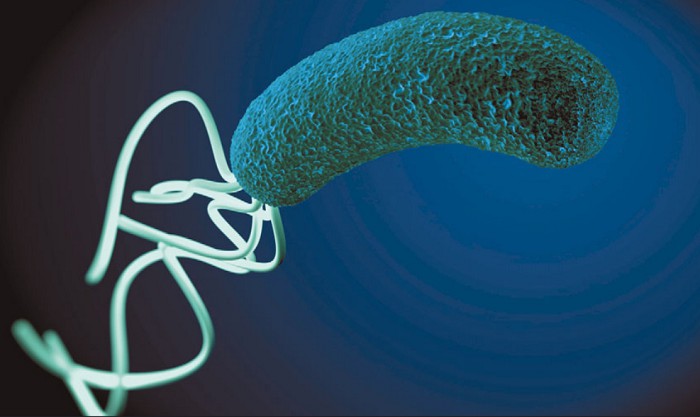 Бактерия хеликобактер пилори быстро перемещается благодаря своим жгутикам